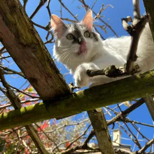 pet-sitter dans le 77 ! contacter moi !!!