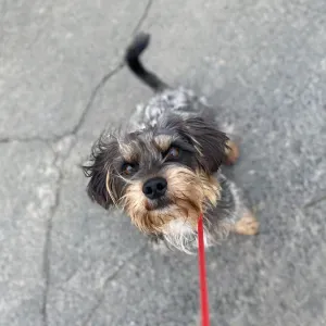 Tierbetreuung für jeden Charakter 