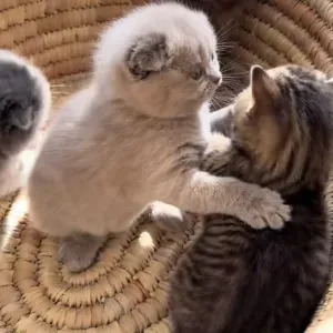 Per sitter annemasse 74100 et 74140 st cergues