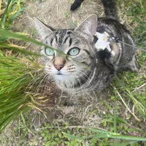 Jeune Pet-Sitter à Plaisir de 17 ans