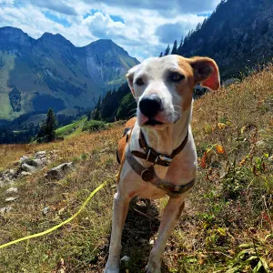 Offre d'emploi pour un(e) petsitter à Neuchâtel