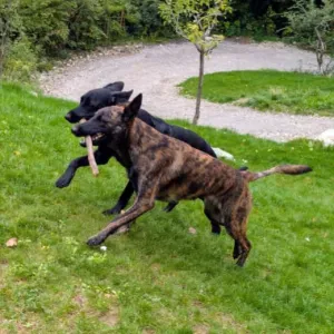Poste pour un(e) dog-sitter - Petsitter à Lucinges