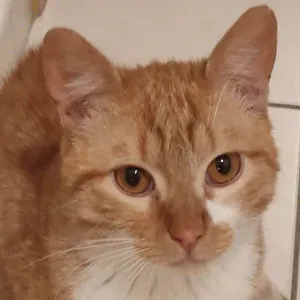 Recherche une femme de ménage 