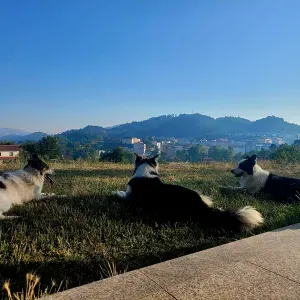 Cuidadora de animais Vieira do Minho 