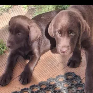 Promenade de chien et passage a domicile!