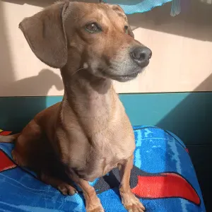 Addetta alle pulizie Sassari, 