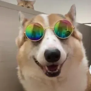 Dog sytter Bergamo e provincia