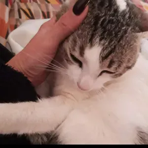 Collaboratrice domestica con esperienza zona L'aquila..