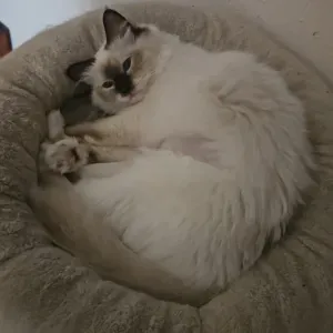 Emprego de catsitter em Sintra