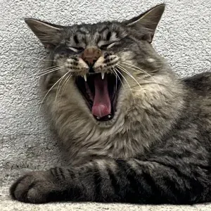 Pet-sitter à Sucy en Brie pour l'été 