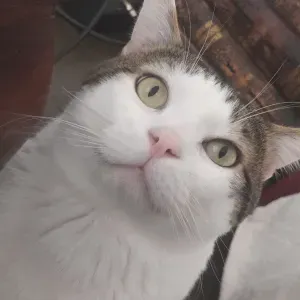 Emploi de Petsitter Lyon