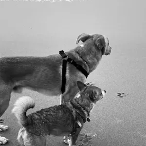 À procura de alguém que tome conta dos meus 2 animais 