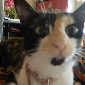 Pet Sitting no Porto/Penafiel!