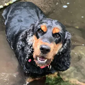 A procura de cuidador de cães em Lagos