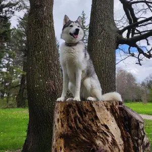 Pet Love Sitter sur Mions et alentours