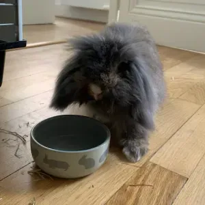 Pet sitter Lyon (lapin, cochon d'Inde, gerbille, oiseaux