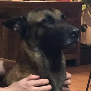 Je recherche un dogsitter