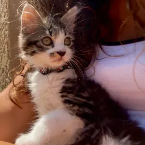 À la recherche d'un pet sitter pour mon chat 