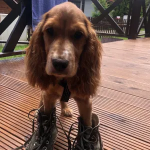 Petsitter, opieka nad zwierzętami