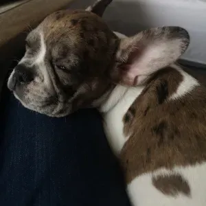 Garde d'un bouledogue français