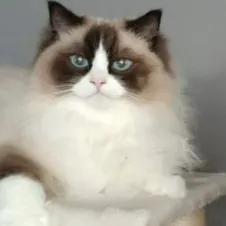 Pet-sitter à Marche-en-Famenne 