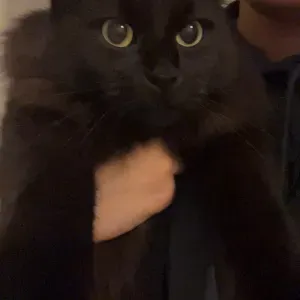 Prête à prendre soin de vos amours à poils !🕊️