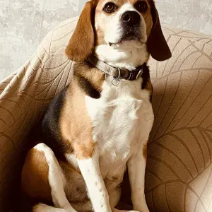 Garde beagle