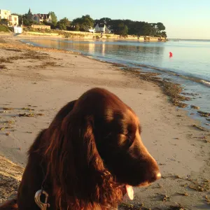 Busco cuidador de perros en Almuñécar