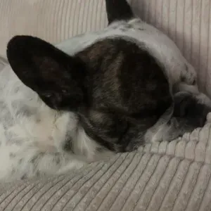 A la recherche d'un-e pet-sitter