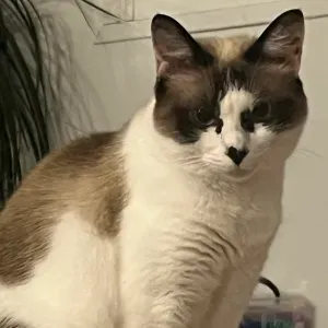 Cuidado de gato en casa del cuidador
