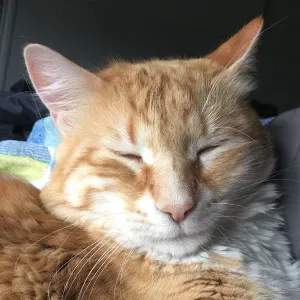 Oferta de trabajo para canguro en Barcelona