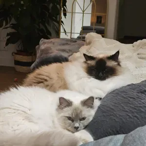 Pet-Sitter au alentour de Strasbourg