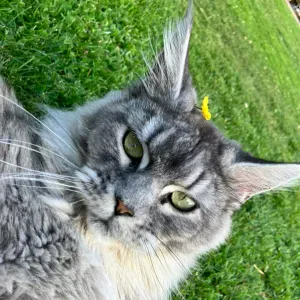 Pet-sitter près de Orbec et Bernay 