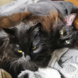 A la recherche d'un.e pet-sitter