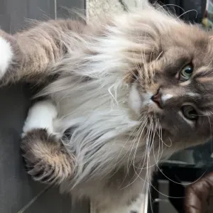 Pet-Sitter dans l'Oise. Disponible 