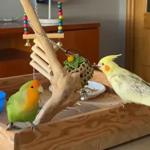 Busco un cuidador de pájaros en l'Hospitalet de Llobregat