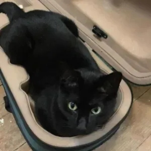 Pet-sitter attentionnée et fiable à Nice! :)