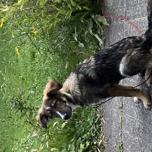 Garde de chien à Pampigny ou au domicile du pet-sitter