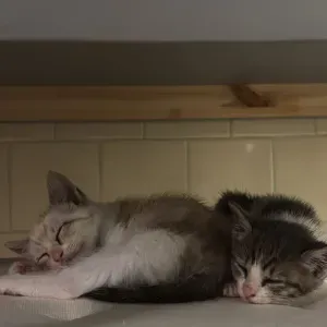 Procuro assistência para alimentação e limpeza 