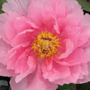 **Housekeeper/Cleaner Needed**