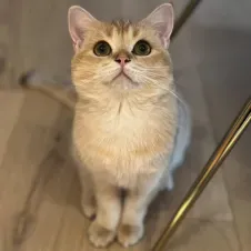 Je m'occuperai de vos animaux comme si c'était les miens!