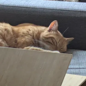 Je cherche un sitter pour un chat