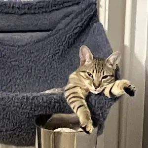 à la recherche d'un / une catsitter