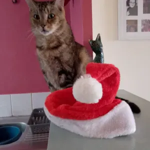 Assistante de vie. Pour tôt public 