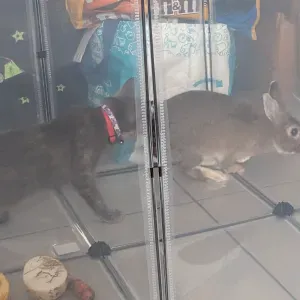 Mum love pets for ever ever ever