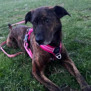 Netflix & Sit? Be Kali's occasional Evening Buddy (2-3h)! 🐶