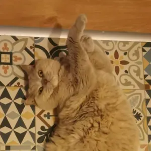 A la recherche de cat sitter