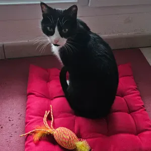 Pet-Sitter expérimenté , amoureuse des animaux 