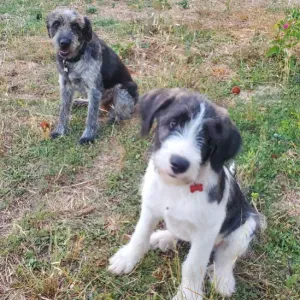 Procura-se petsitter