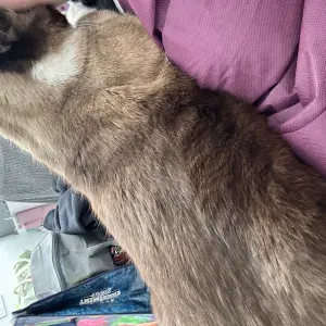 🐶Pet-sitting, visites et balades.🐰Sérieuse et passionnée🐱